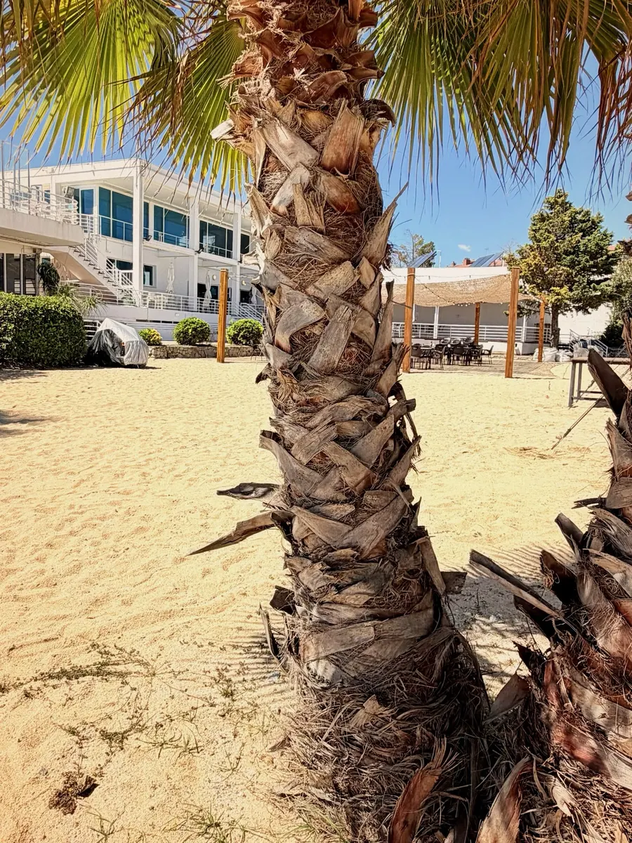 A palm tree on the sand, with the Club Náutico building behind